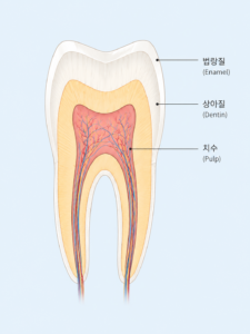 치아구조